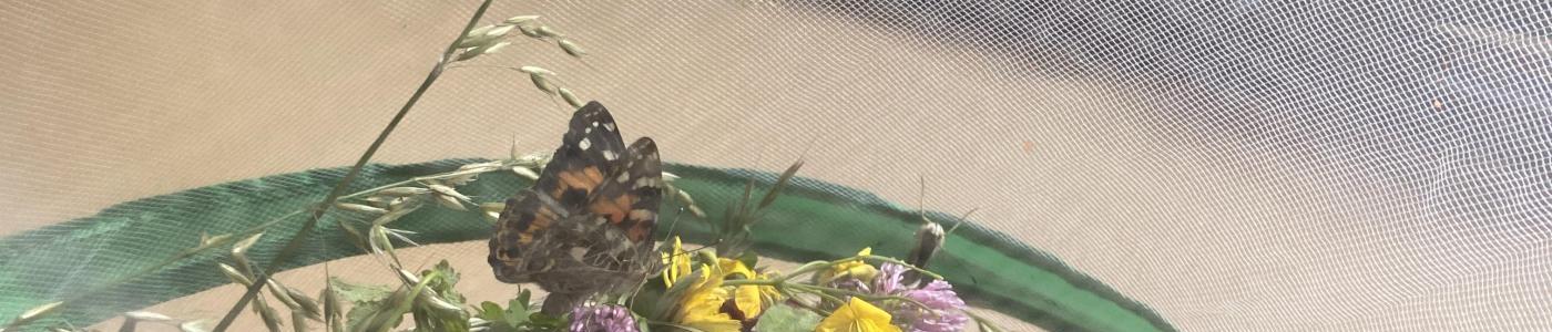 Schmetterling