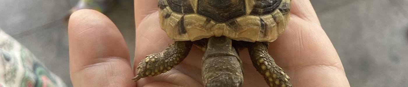 Schildkröte