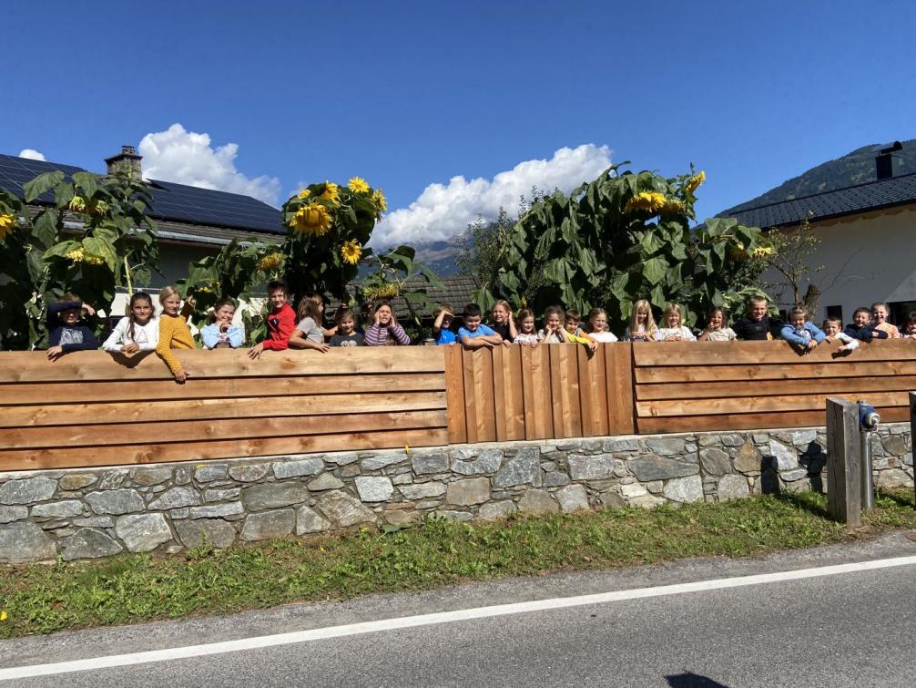 Sonnenblumen