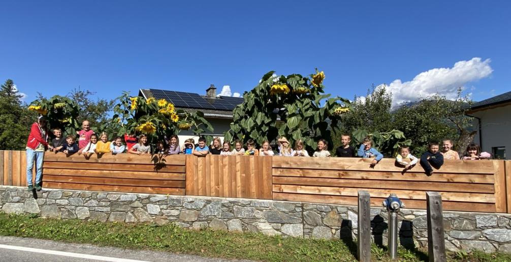 Sonnenblumen 