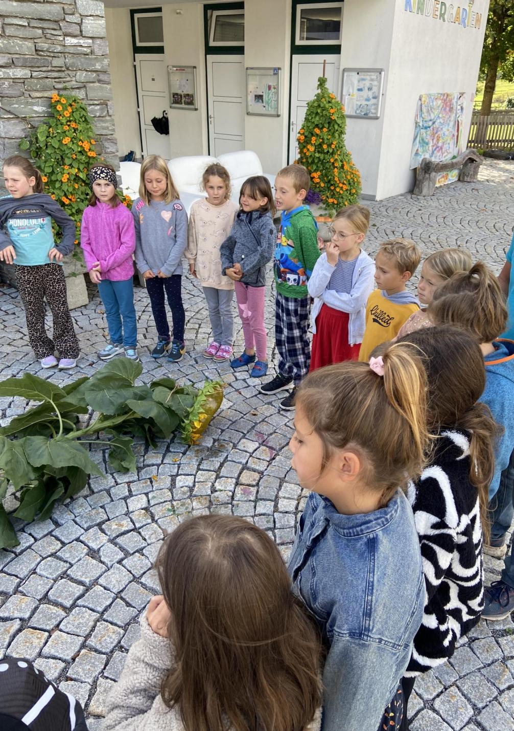 Sonnenblumen 