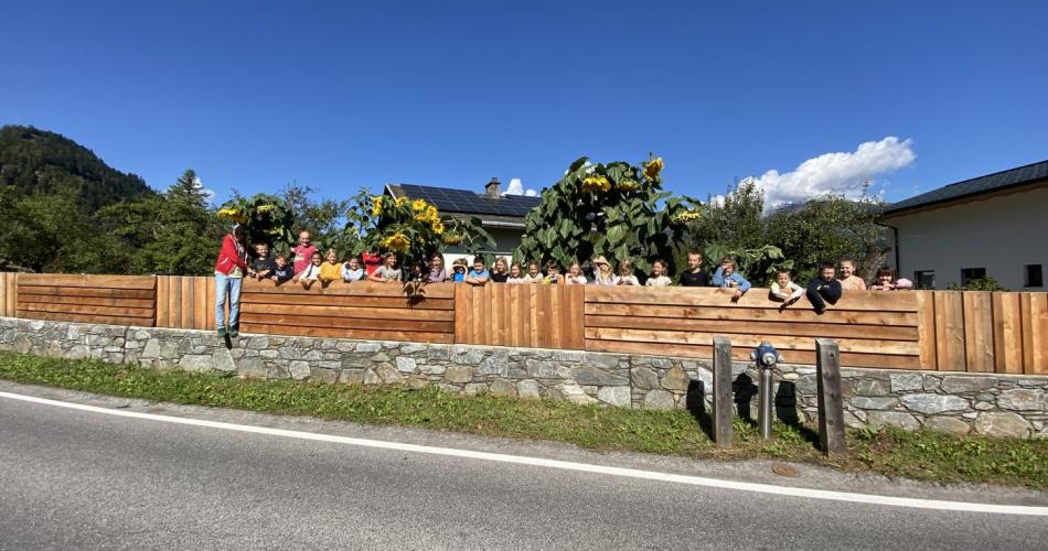 Sonnenblumen