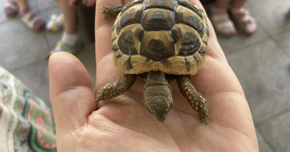 Schildkröte